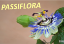 Passiflora właściwości